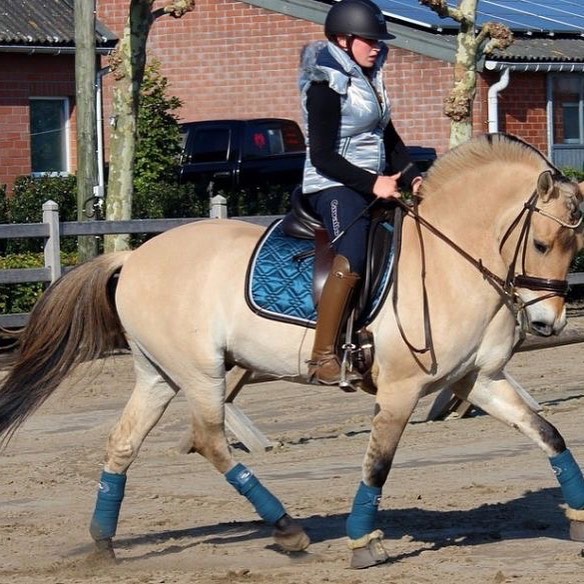 Haflinger Ponies